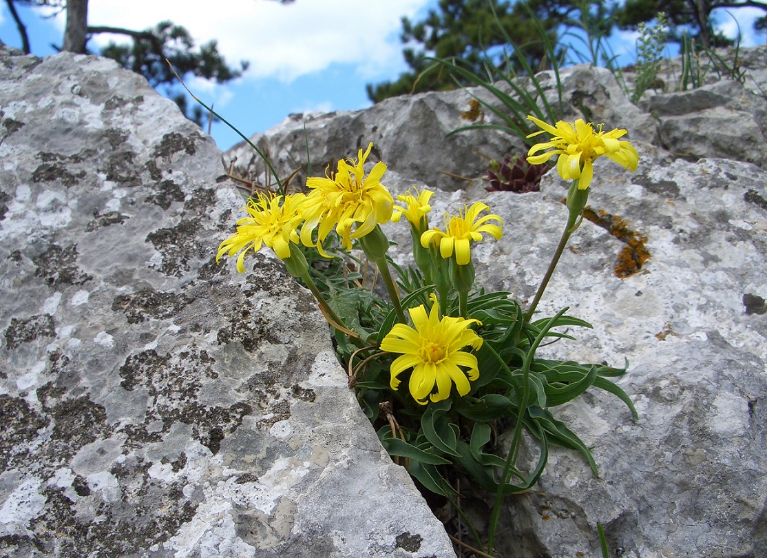 05-07-2015 Scorzonera austriaca.jpg