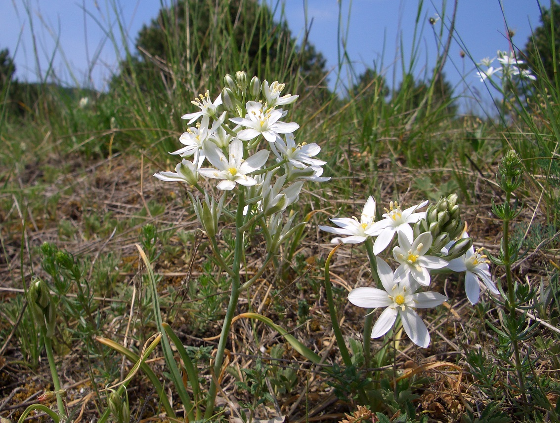 05-13-15  Ornithogalum pannonicum.jpg