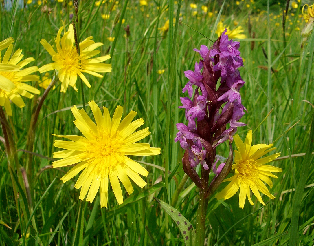 05-13-2017 Scorzonera humilis und D. majalis.jpg