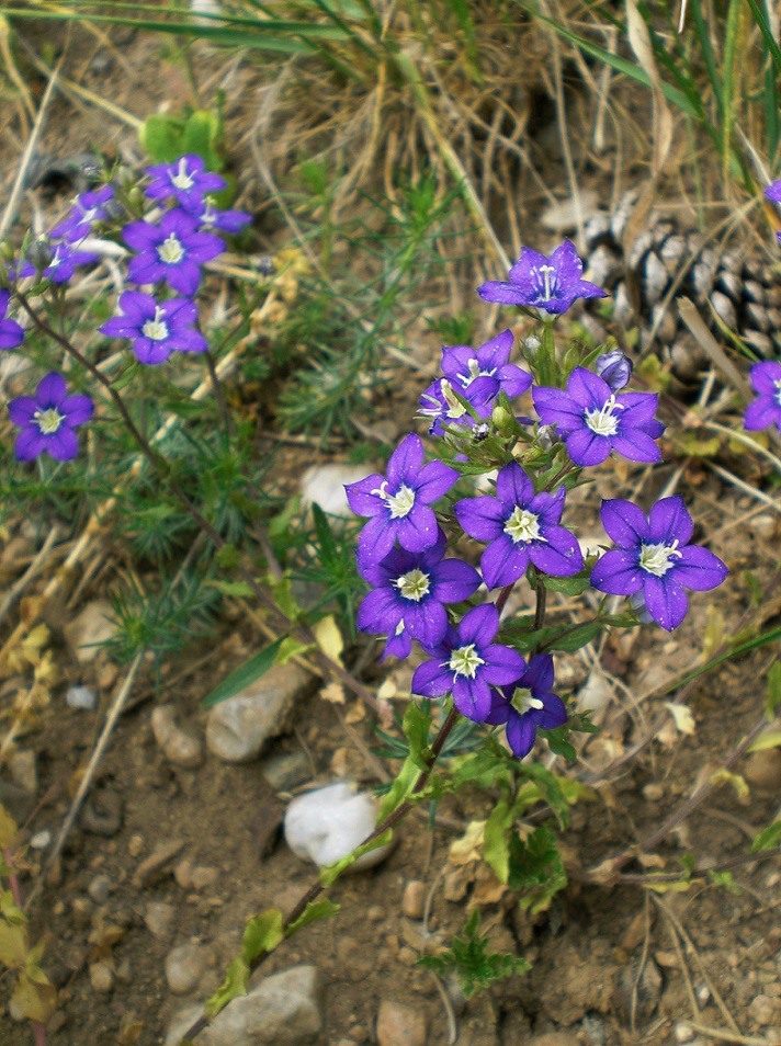 05-20-2019 Legousia speculum-veneris.jpg