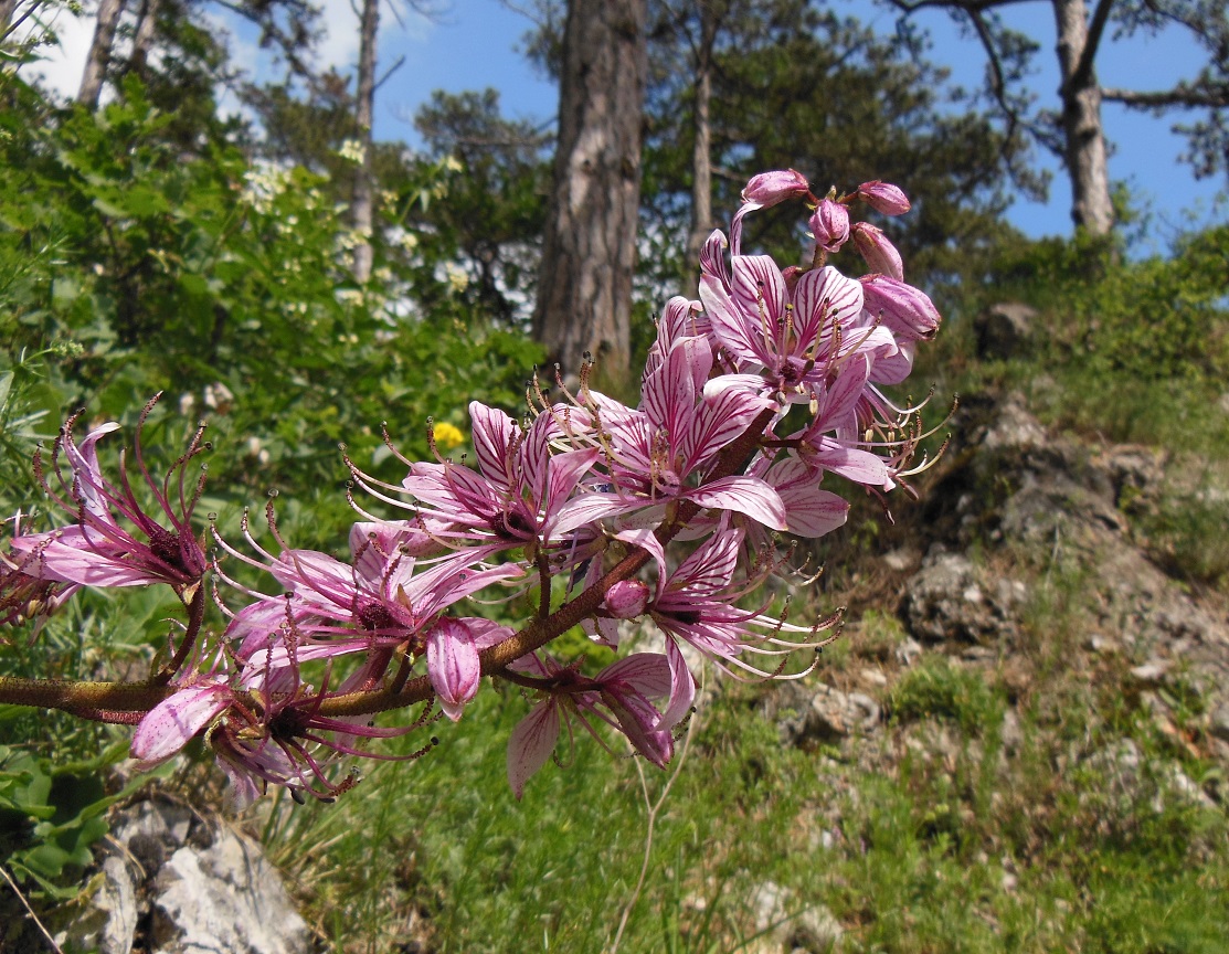 05-26-16  Dictamnus albus.jpg