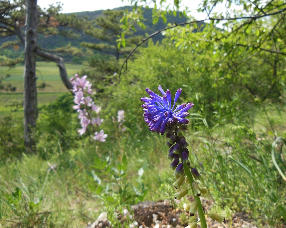 05-26-16  Muscari tenuiflorum.jpg