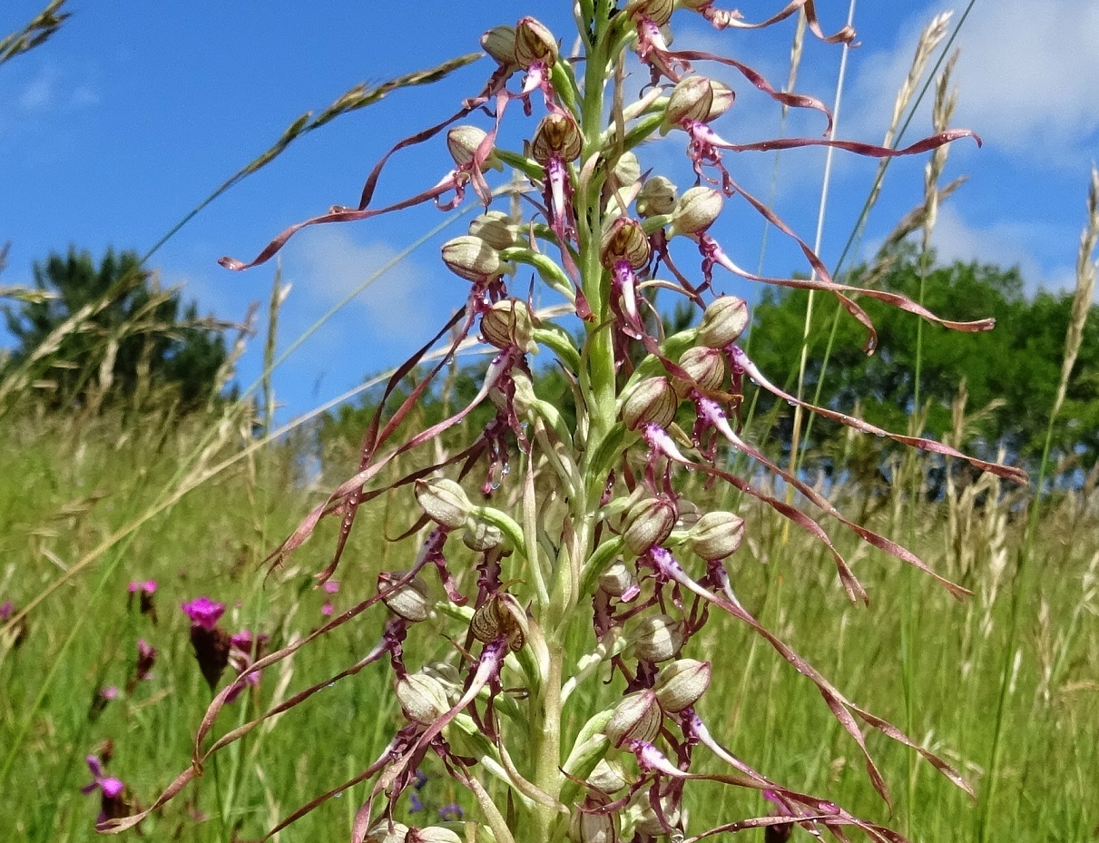 06-10-2020 Himantoglossum adriaticum.jpg