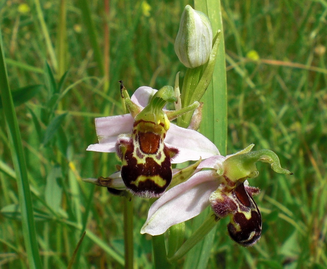 06-14-2015  Ophrys apifera.jpg