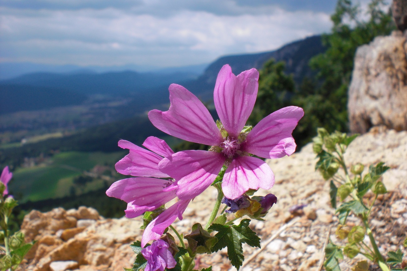 06-17-2015 Malva sylvestris ssp.sylvestris.jpg