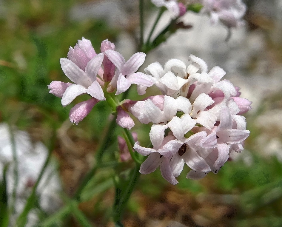 06-24-2019 DSC08981 Asperula cynanchia.jpg