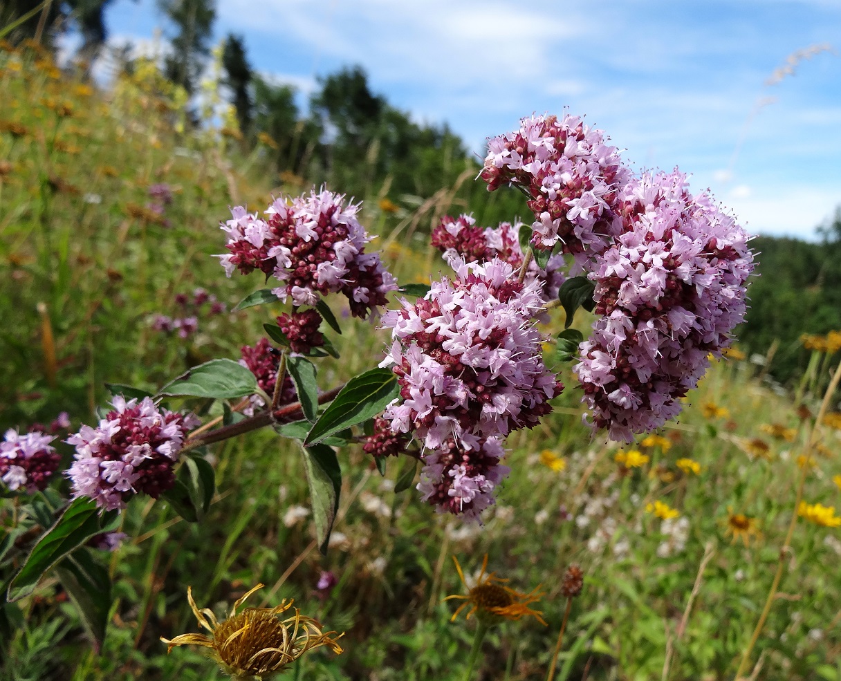 07-11-2017 Origanum vulgare.jpg