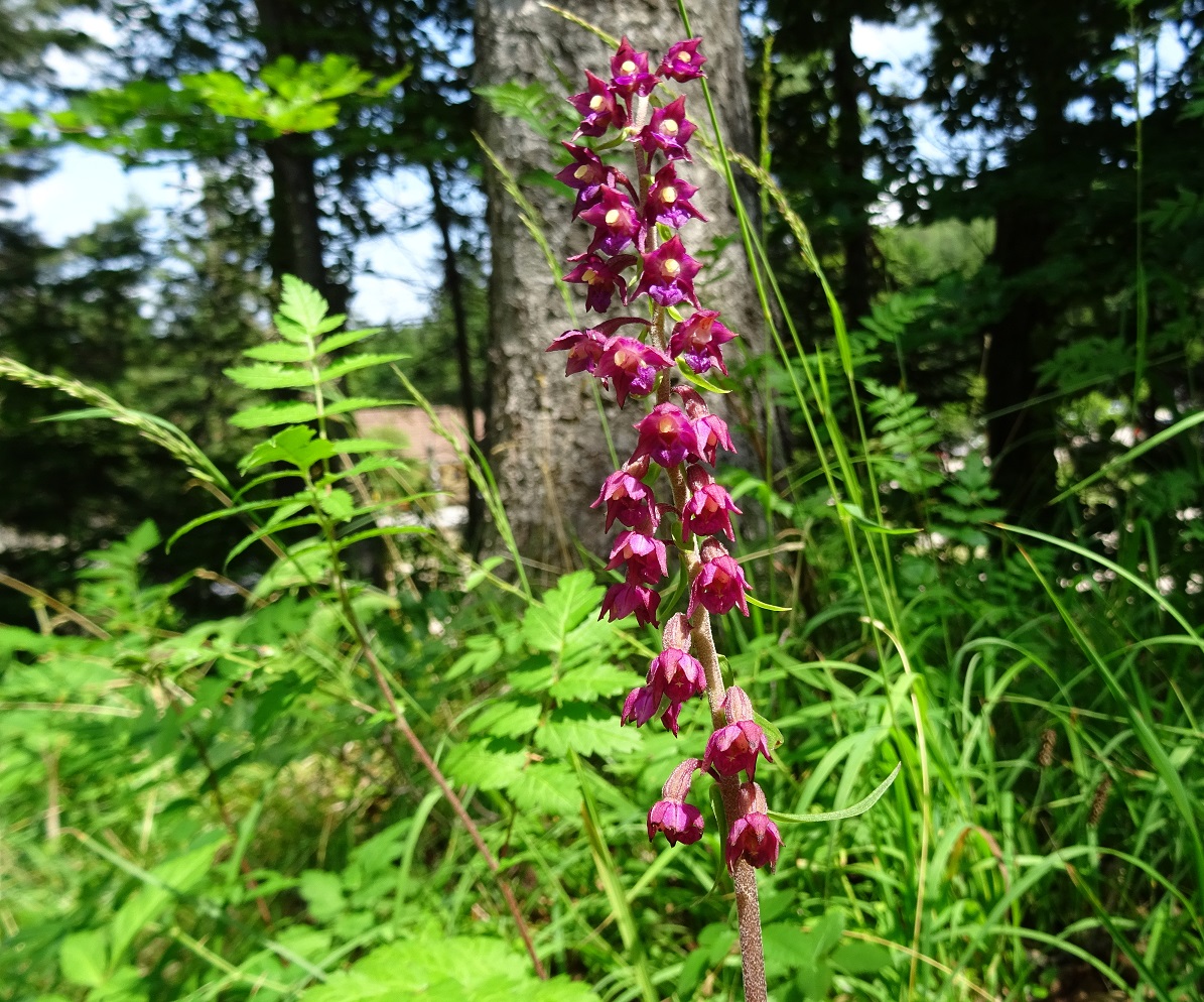 07-20-2021  Epipactis atrorubens.jpg