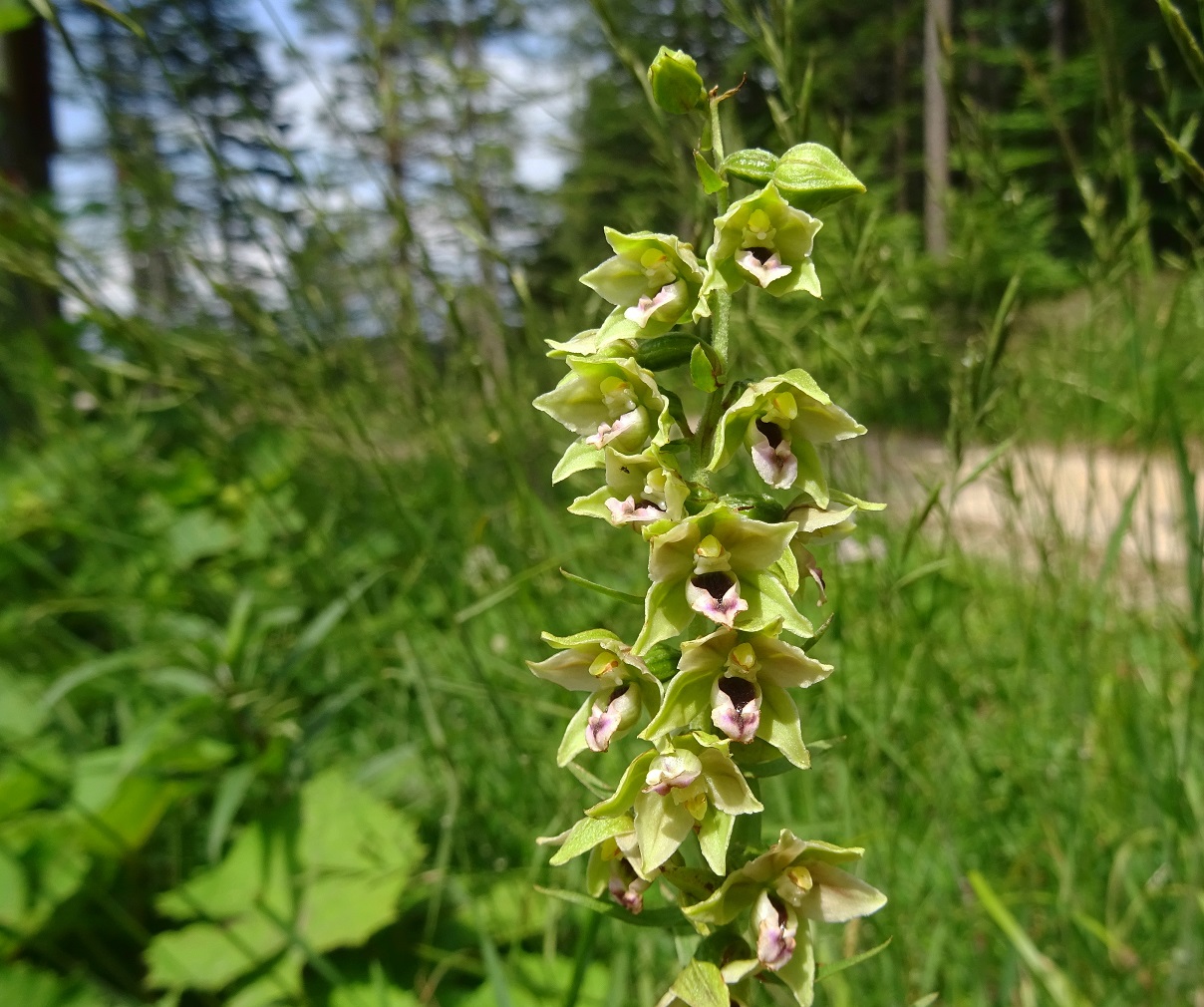 07-20-2021 Epipactis helleborine.jpg