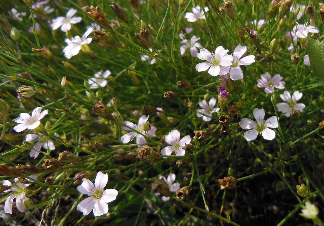 07-28-2016 Petrorhagia saxifrag.jpg