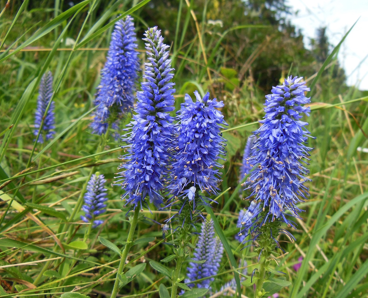 07-29-2016 Veronica spicata.jpg