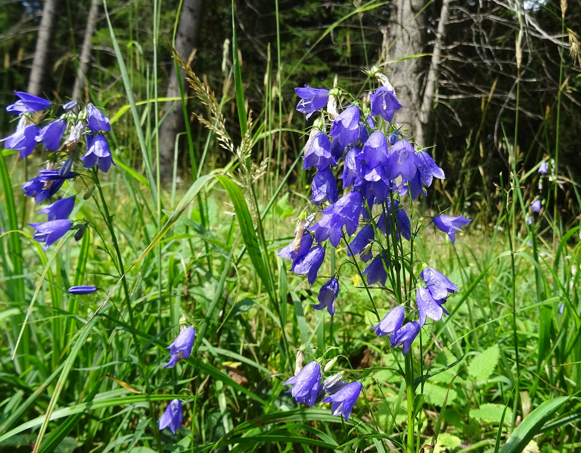 08-03-2018  Campanula beckiana.jpg