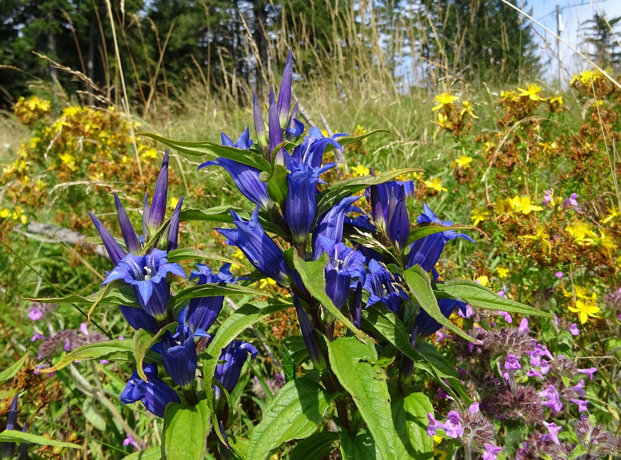 08-03-2018  Gentiana asclepiadea, Wirbeldost, Johanniskraut.jpg