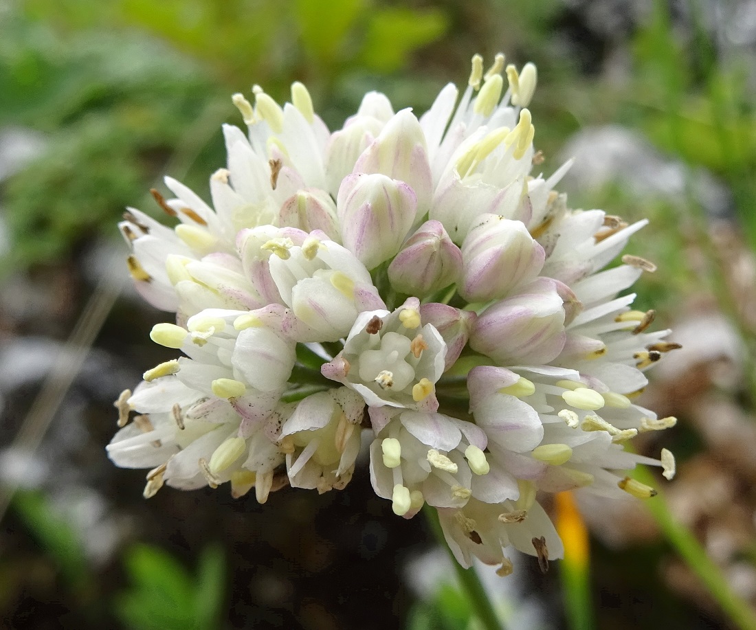 08-18-2020  Allium lusitanicum, albiflora.jpg