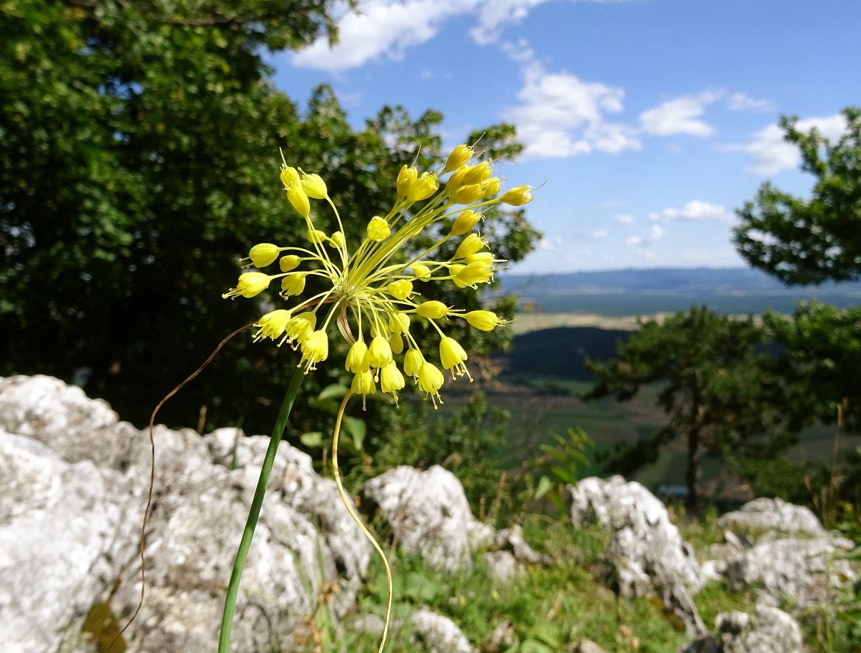 08-19-2020  Allium flavum.jpg