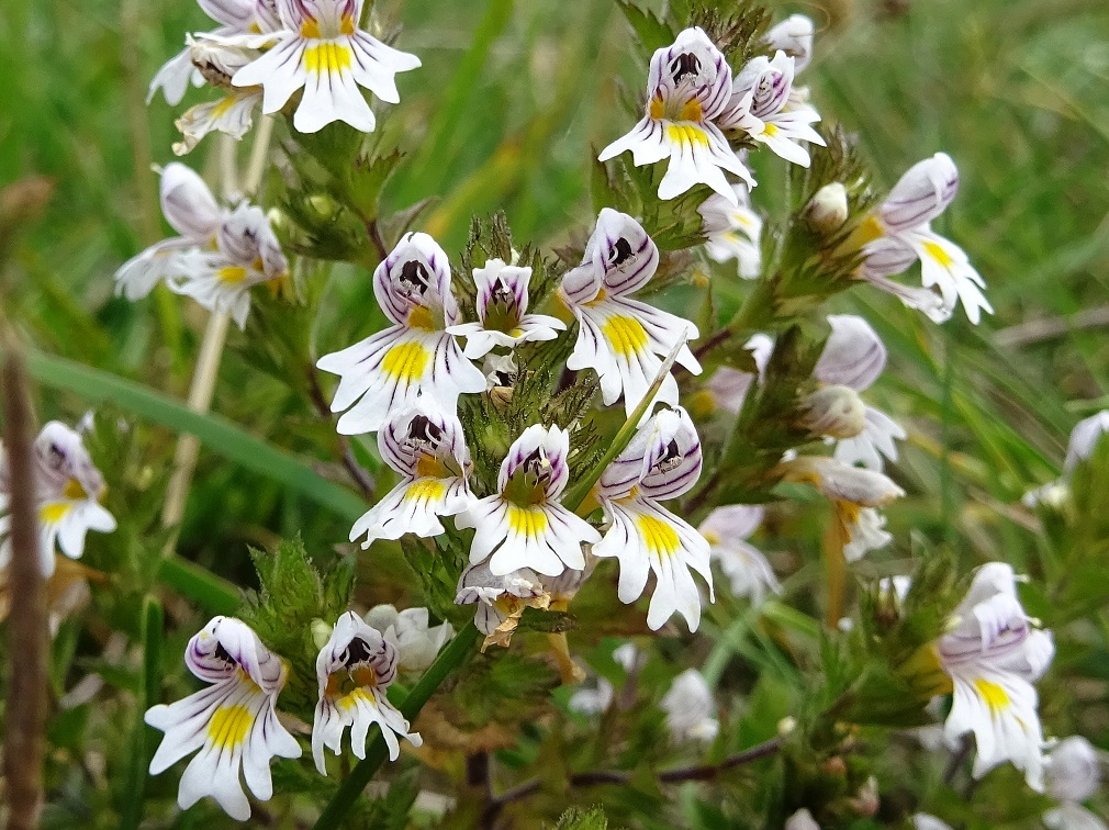 08-22-2019  Euphrasia officinalis subsp. rostkoviana.jpg