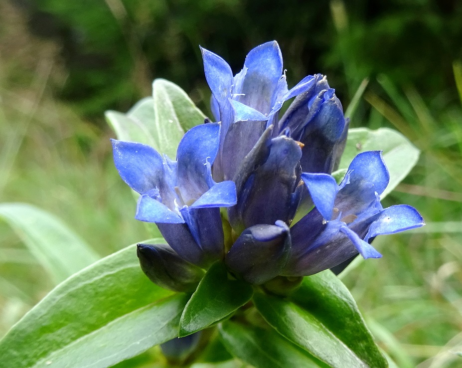 08-22-2019  Gentiana cruciata.jpg