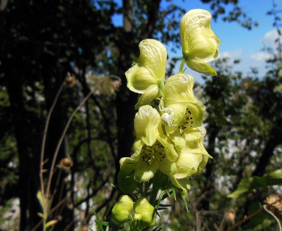 08-23-2016 Aconitum anthora.jpg