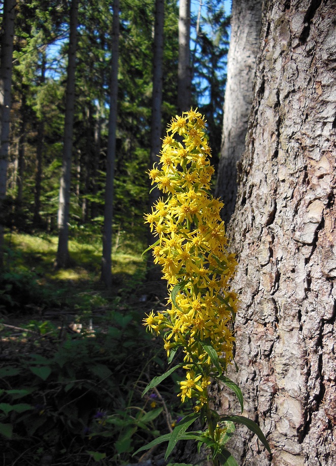 08-23-2016 Solidago cf. alpestris.jpg