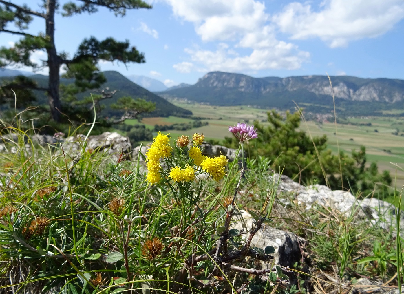 09-09-2018 Galatella linosyris und Berglauch.jpg