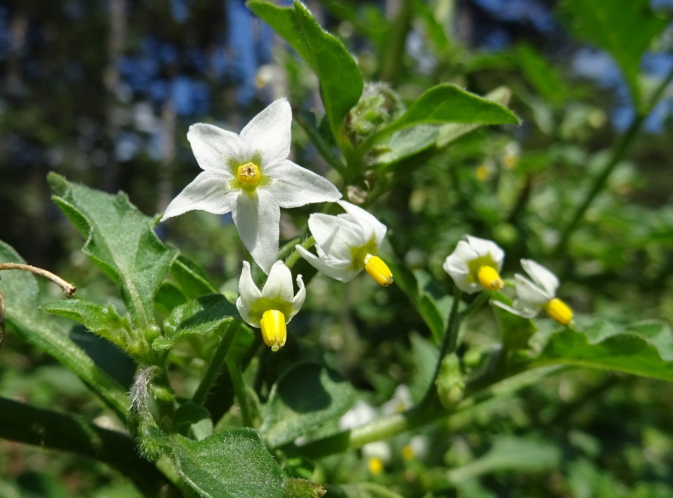 09-09-2018 Solanum nigrum subsp. nigrum.jpg