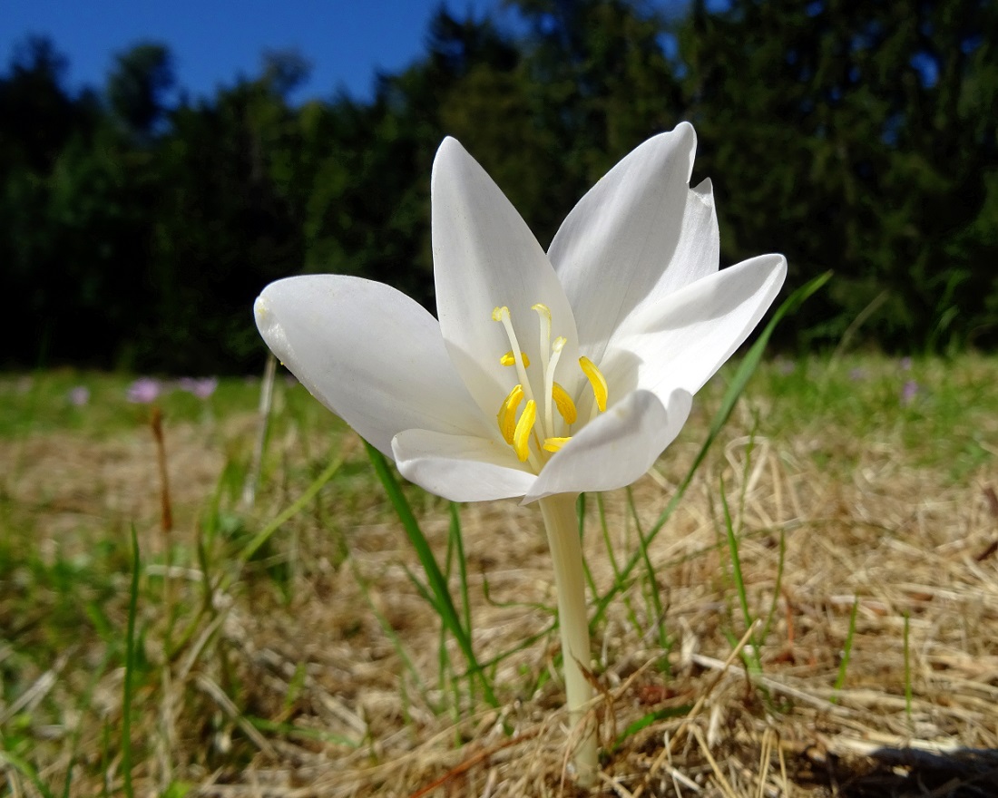 09-09-2020 Colchicum autumnale, albiflora.jpg