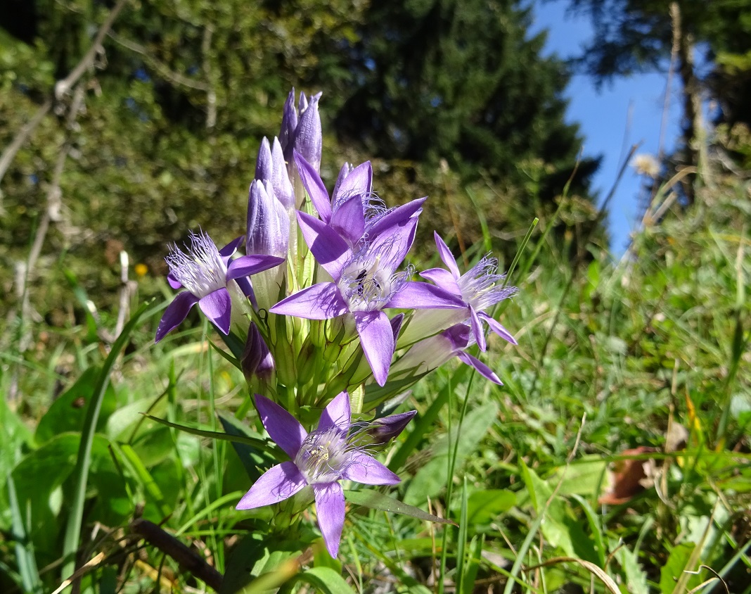 09-12-2018  Gentianella austriaca.jpg