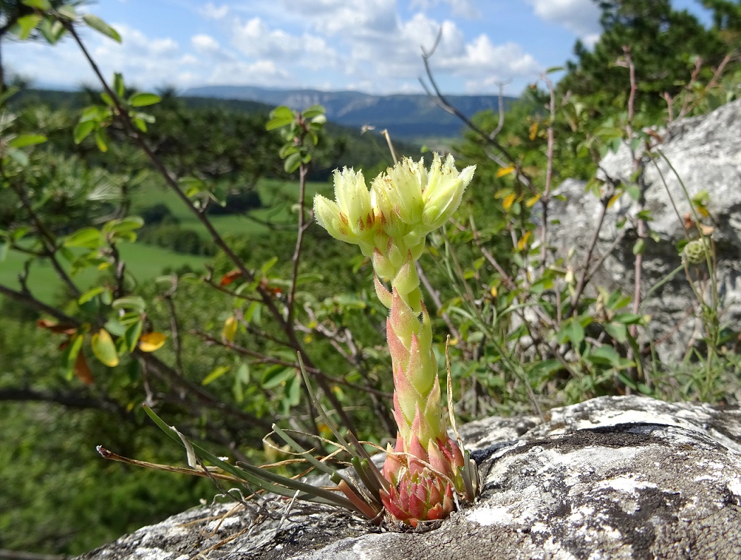 09-16-2019 Jovibarba globifera subsp. hirta.jpg