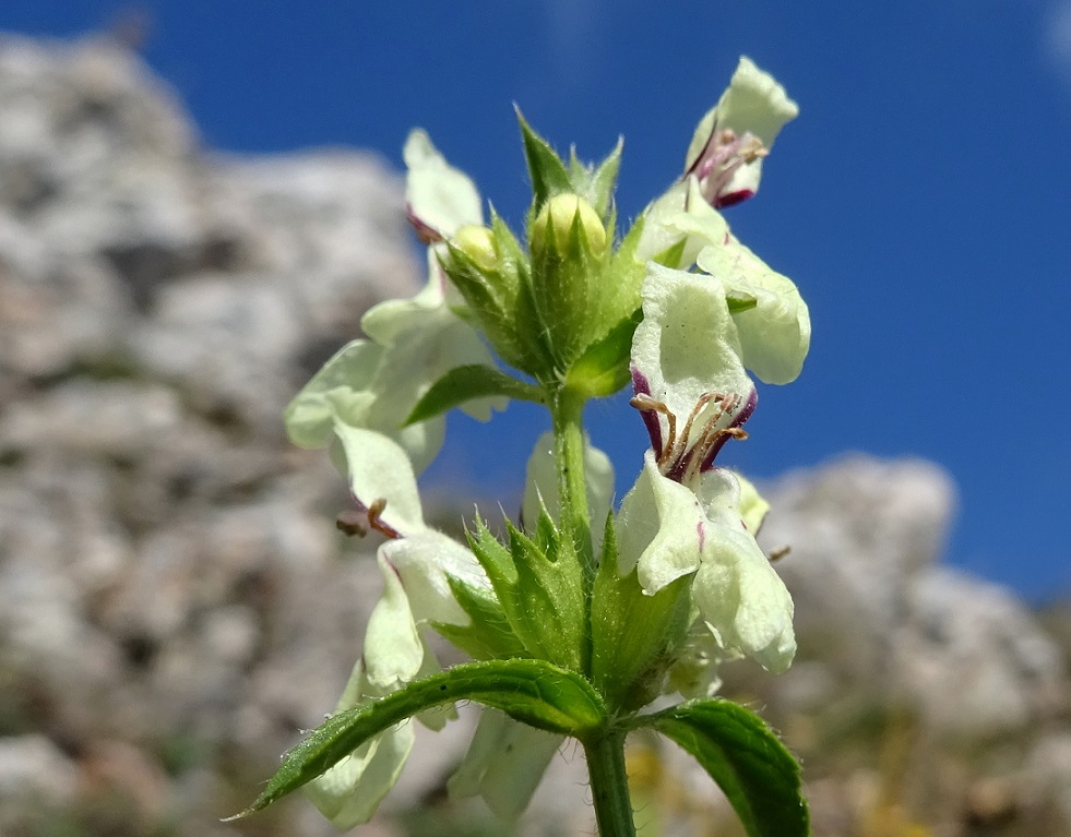 10-18-2019 Stachys recta subsp. recta.jpg