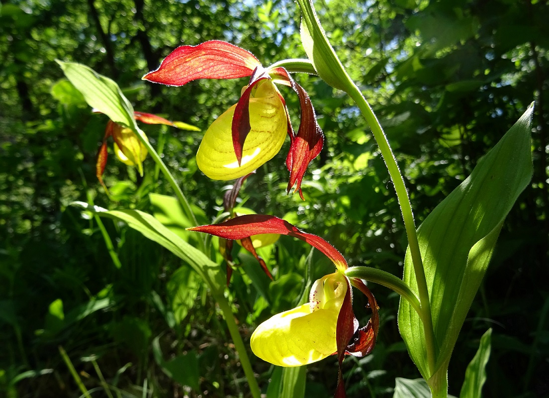 2021-05-26 Cypripedium calceolus .jpg