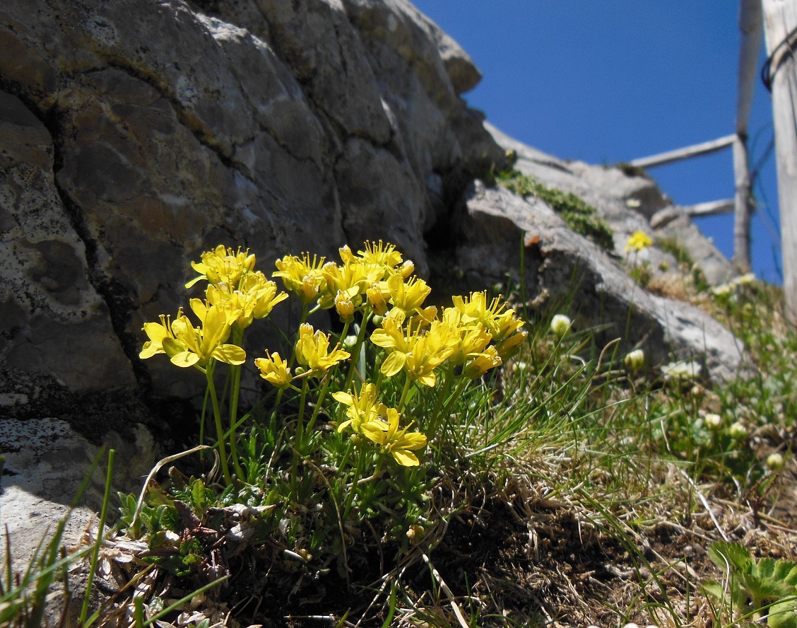 05-28-2017   Darba aizoides.jpg