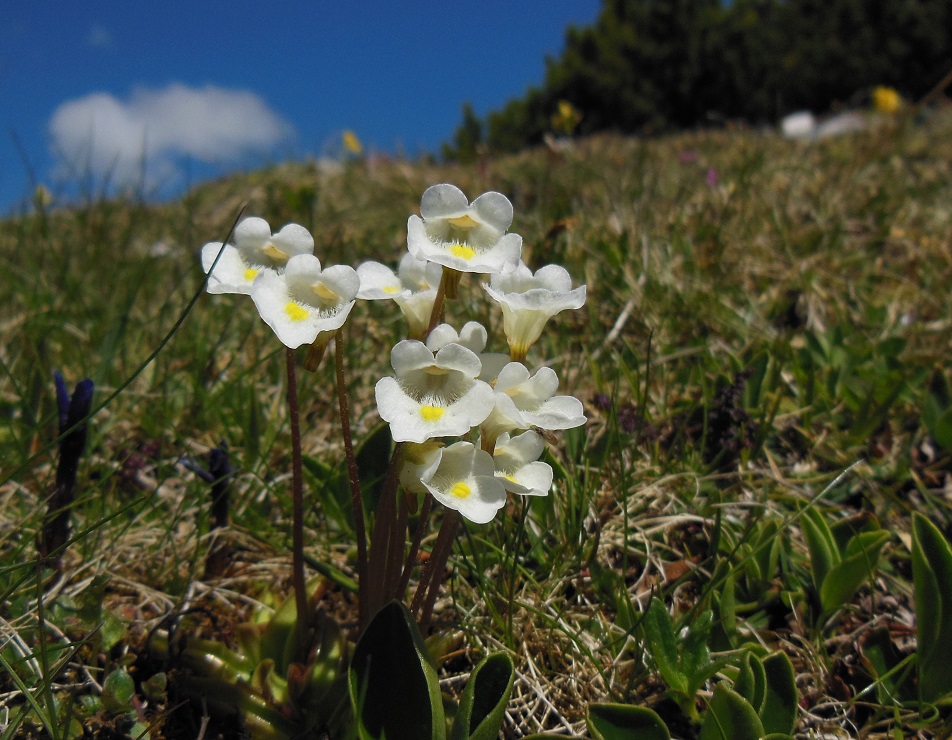 05-28-2017   Pinguicula alpina.jpg