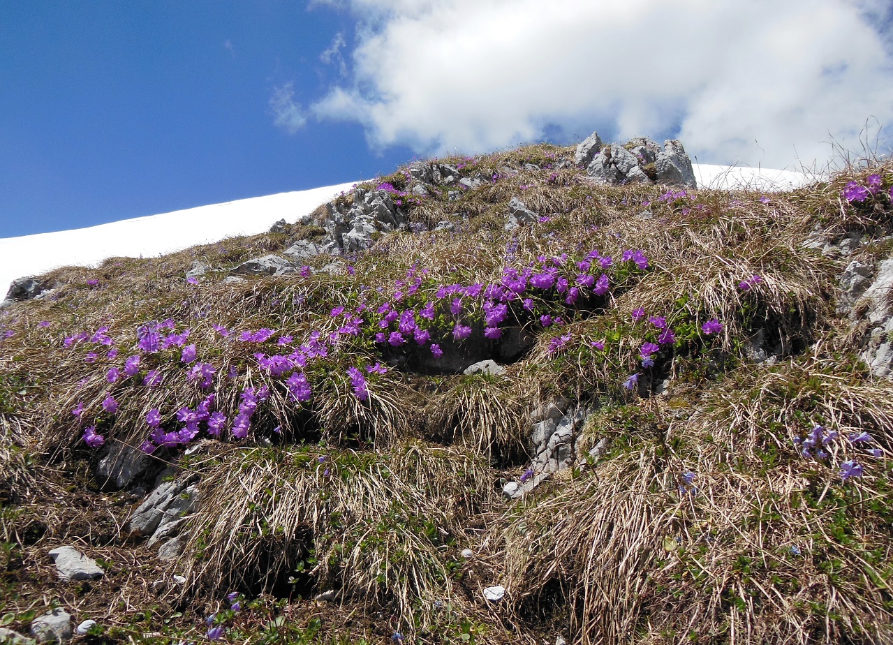 05-28-2017   Primula clusiana.jpg