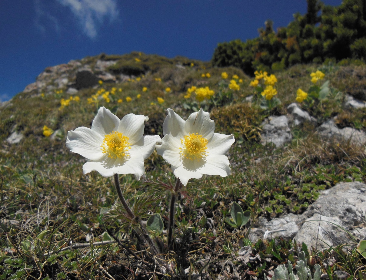 05-28-2017   Pulsatilla alpina subsp. schneebergensis.jpg