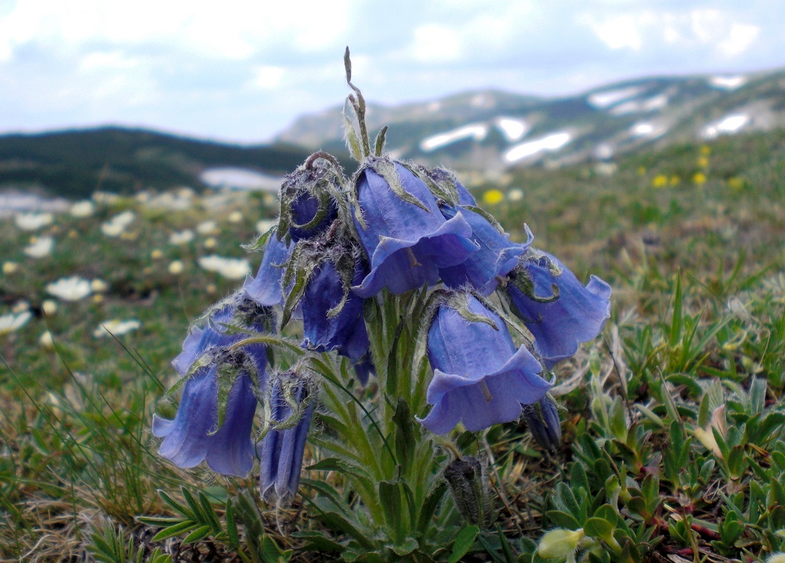 06-10-2016   Campanula alpina.jpg