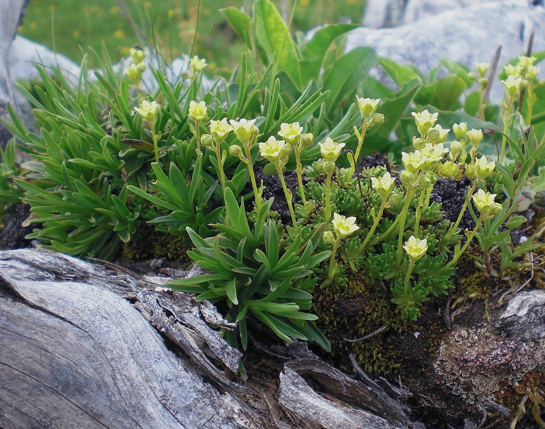 06-10-2016   Saxifraga cf. moschata.jpg