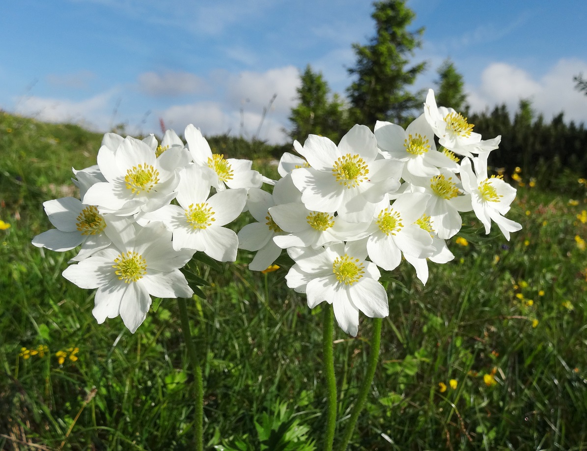 06-10-2018  Anemonastrum narcissiflorum.jpg