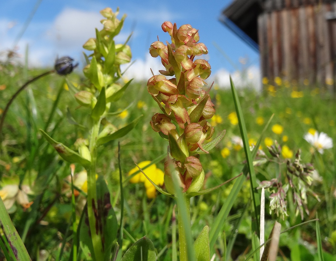 06-10-2018  Coeloglossum viride.jpg