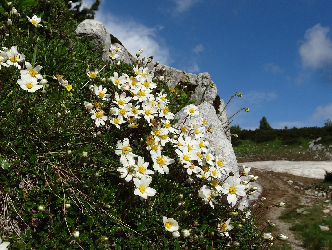 06-10-2018  Dryas octopetala.jpg