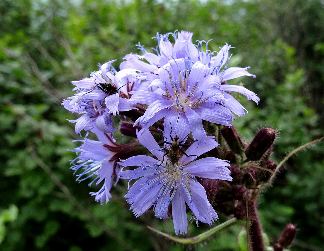 06-10-2018  Lactuca alpina.jpg