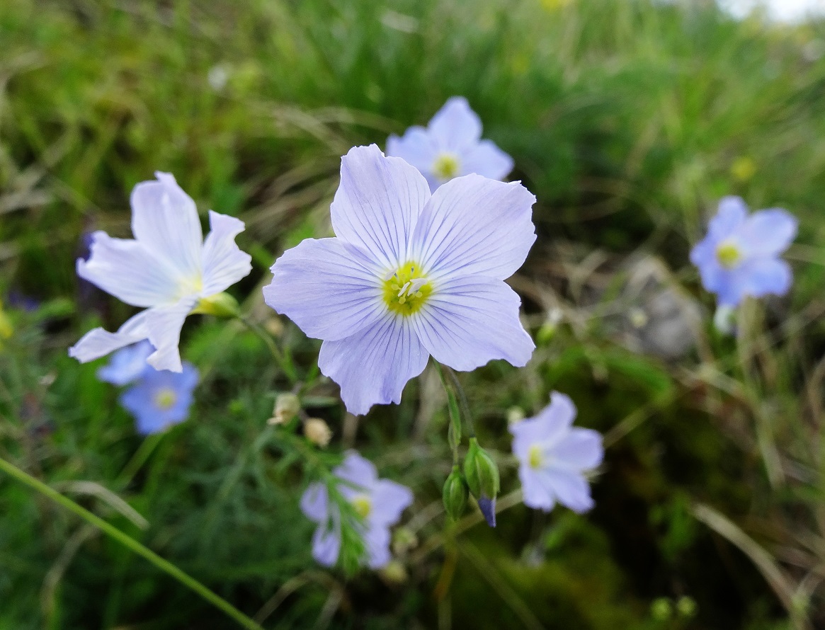 06-10-2018  Linum alpinum.jpg