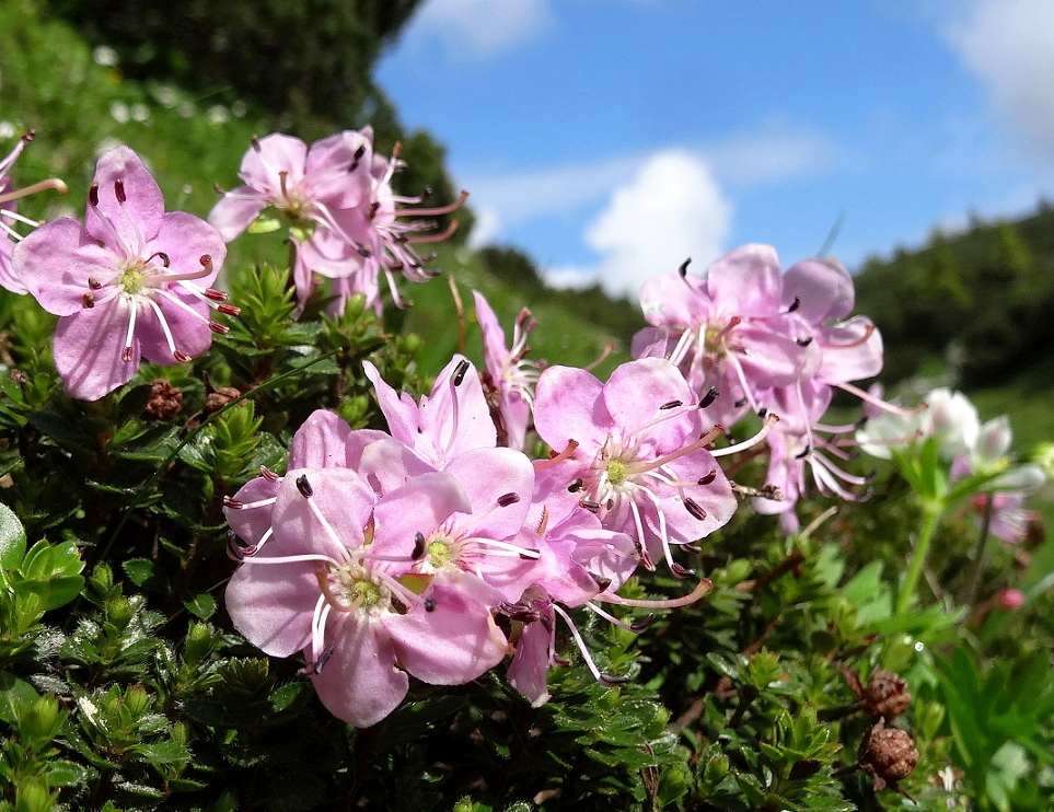 06-10-2018  Rhodothamnus chamaecistus.jpg