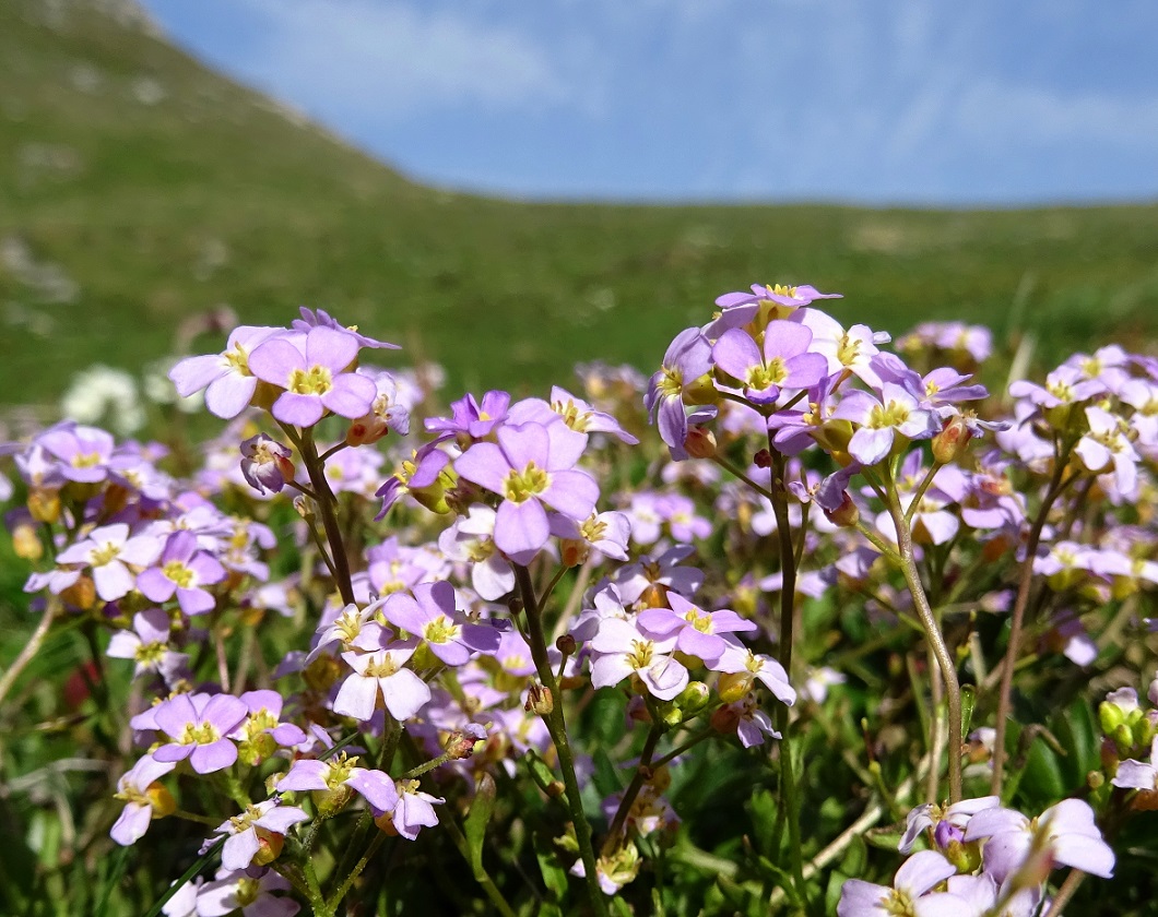 06-11-2019 Cardamine agg. vermutlich.jpg