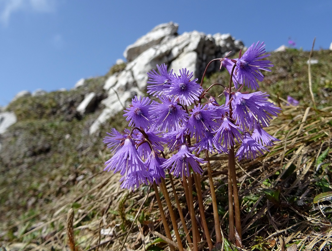 06-11-2019 DSC05487 (Soldanella alpina ).jpg