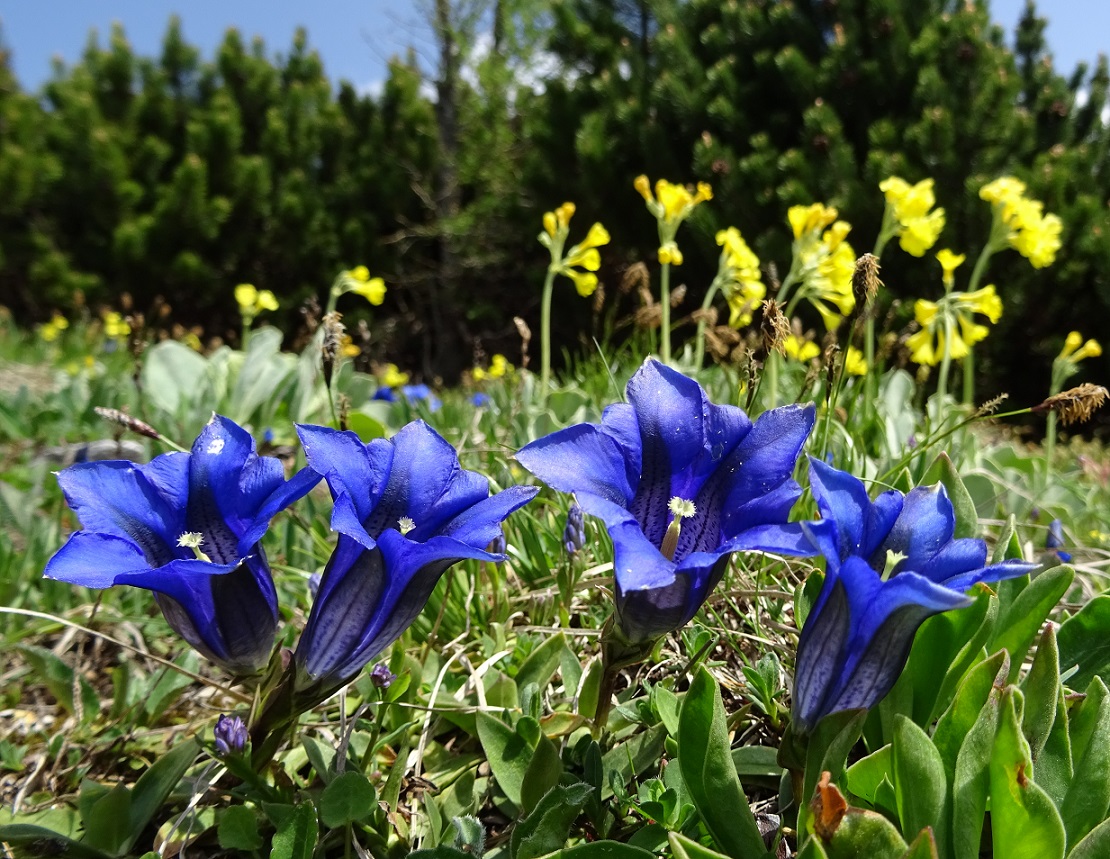 06-11-2019 DSC05487 Gentiana clusii.jpg