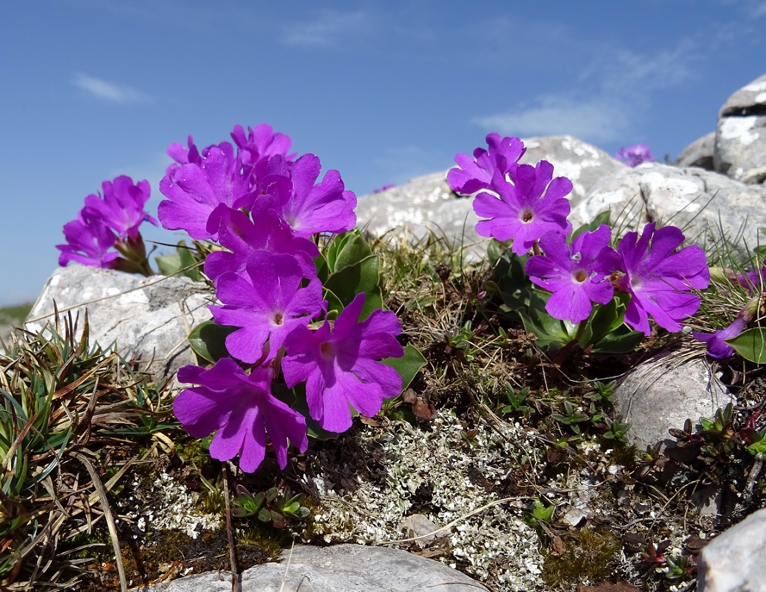 06-11-2019 DSC05487 Primula clusiana.jpg