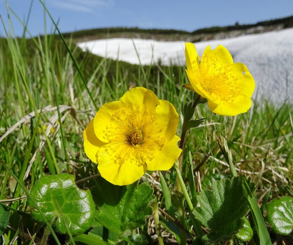 06-11-2019 Geum montanum.jpg