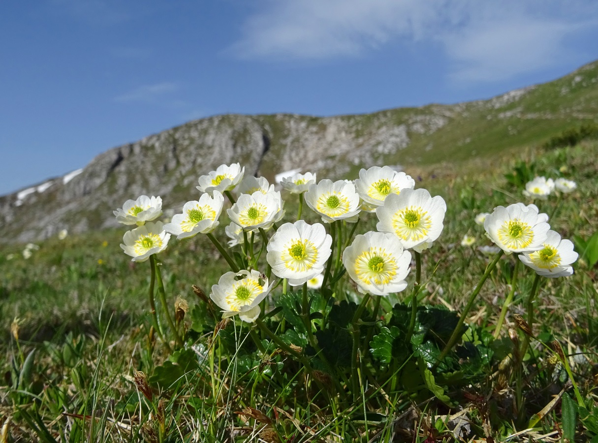 06-11-2019 Ranunculus alpestris.jpg