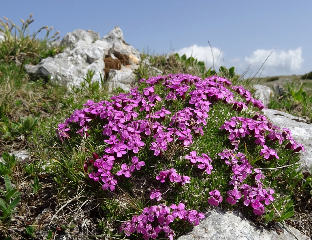 06-11-2019 Silene acaulis subsp. longiscapa.jpg