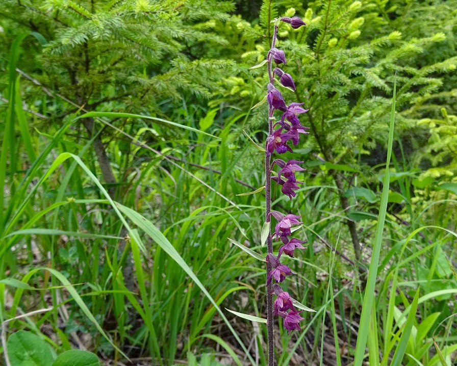 07-04-2020 Epipactis atrorubens.jpg